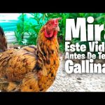 ¿Puedo construir mi propio gallinero?