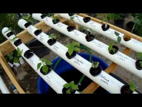 ¿Cómo puedo crear un huerto hidropónico?